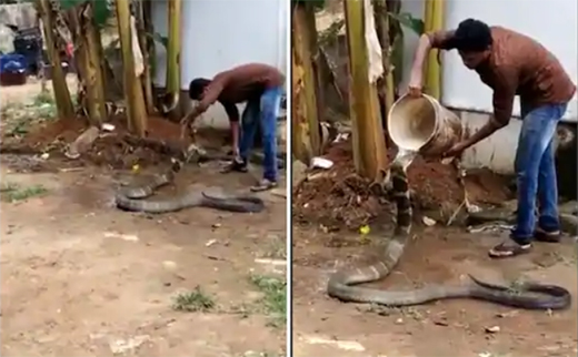 King cobra26may2020